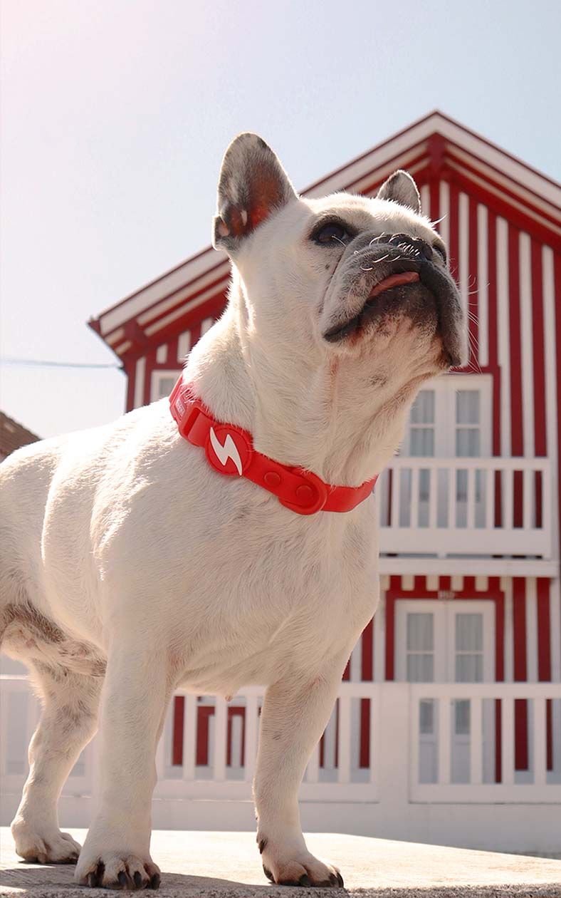 DASHI COLORFLEX COLLAR TPU ROJO